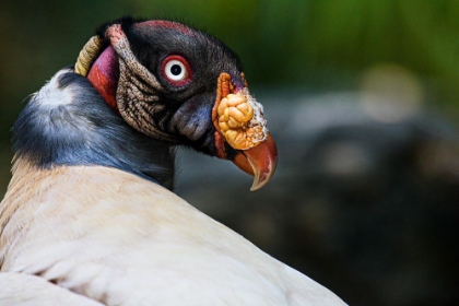 Picture of KING VULTURE