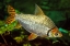 Picture of FLAGTAIL CHARACIN 