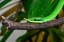 Picture of RHINOCEROS SNAKE II