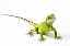 Picture of ASIAN WATER DRAGON