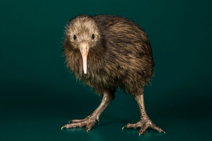 Picture of BROWN KIWI