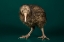 Picture of BROWN KIWI
