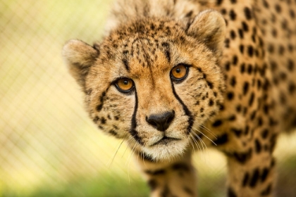 Picture of CHEETAH