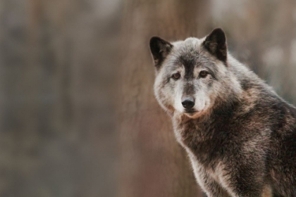 Picture of GRAY WOLF