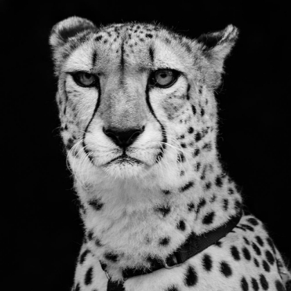 Picture of CHEETAH 