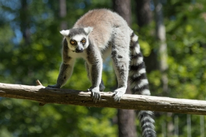 Picture of LEMUR