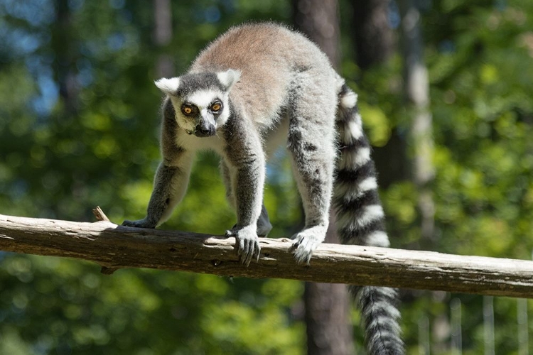 Picture of LEMUR