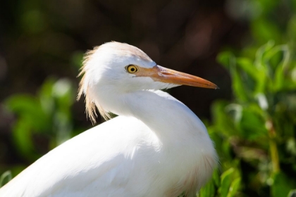 Picture of SNOWY EGRET