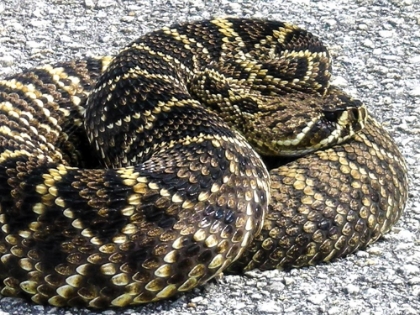 Picture of SNAKE