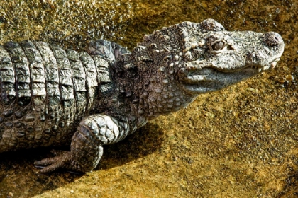 Picture of CHINESE ALLIGATOR