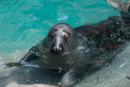 Picture of GRAY SEAL