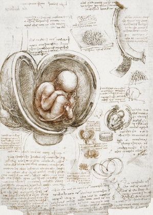 Picture of STUDIES OF THE FOETUS IN THE WOMB