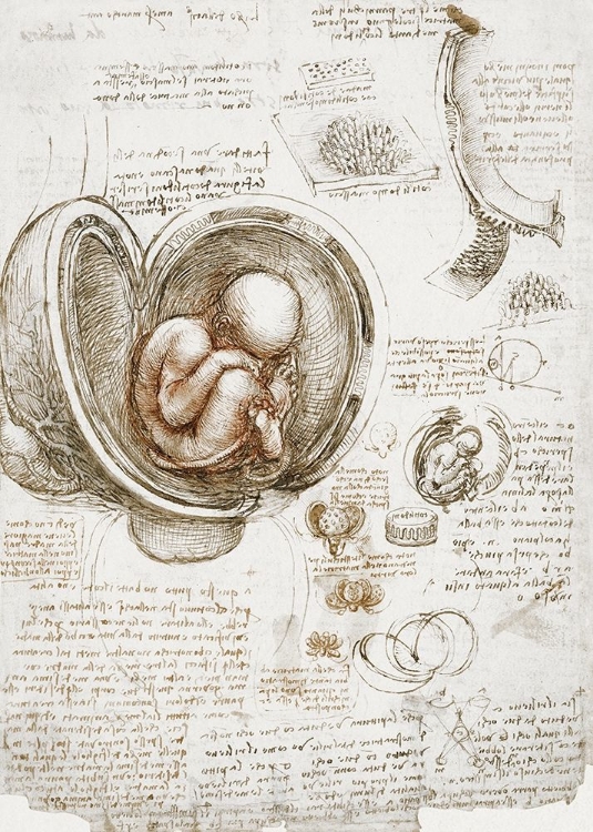 Picture of STUDIES OF THE FOETUS IN THE WOMB