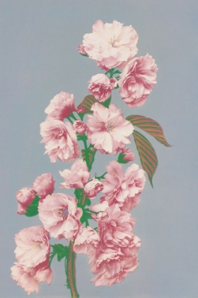 Picture of CHERRY BLOSSOM