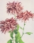 Picture of THREE PINK CHRYSANTHEMUM