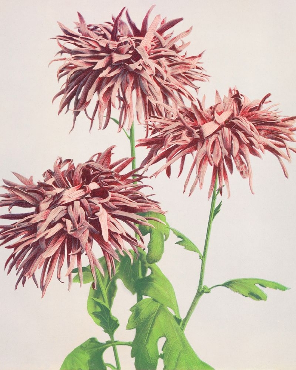 Picture of THREE PINK CHRYSANTHEMUM