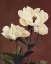 Picture of HAERDACEOUS PEONY