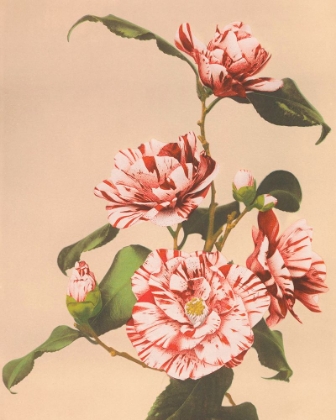 Picture of STRIPED CAMELLIAS