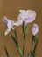 Picture of IRIS KAEMPFERI
