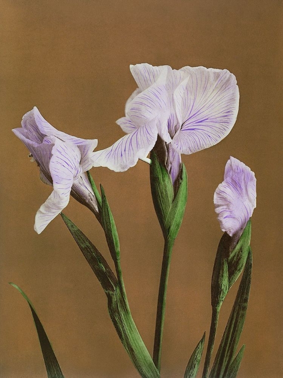 Picture of IRIS KAEMPFERI