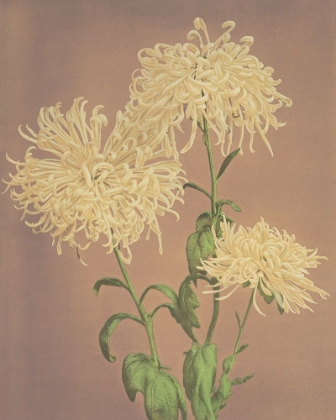 Picture of THREE YELLOW CHRYSANTHEMUMS