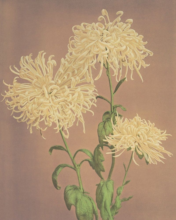Picture of THREE YELLOW CHRYSANTHEMUMS