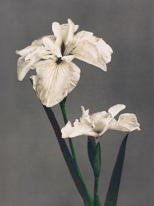 Picture of IRIS KAEMPFERI II