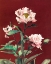 Picture of HAERDACEOUS PEONY
