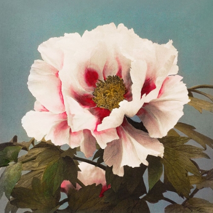 Picture of TREE PEONY II