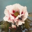 Picture of TREE PEONY II