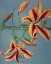 Picture of LILY III