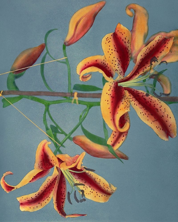 Picture of LILY III