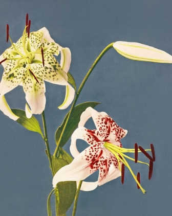Picture of LILIES COLLOTYPE FROM JAPAN