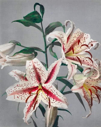 Picture of LILY VII