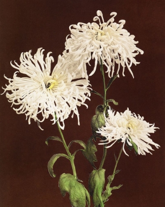 Picture of CHRYSANTHEMUM