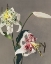 Picture of LILY XIII 