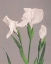 Picture of WHITE IRISES