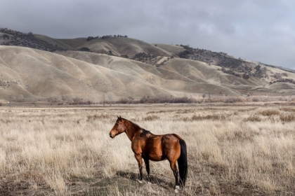 Picture of INTERSTATE 5 NEAR CALIFORNIAS FORT TEJON STATE PARK