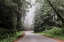 Picture of REDWOOD NATIONAL AND STATE PARK ON U.S. 101 IN NORTHERN CALIFORNIA