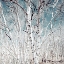Picture of BIRCH TREES IN UTAH HIGH COUNTRY