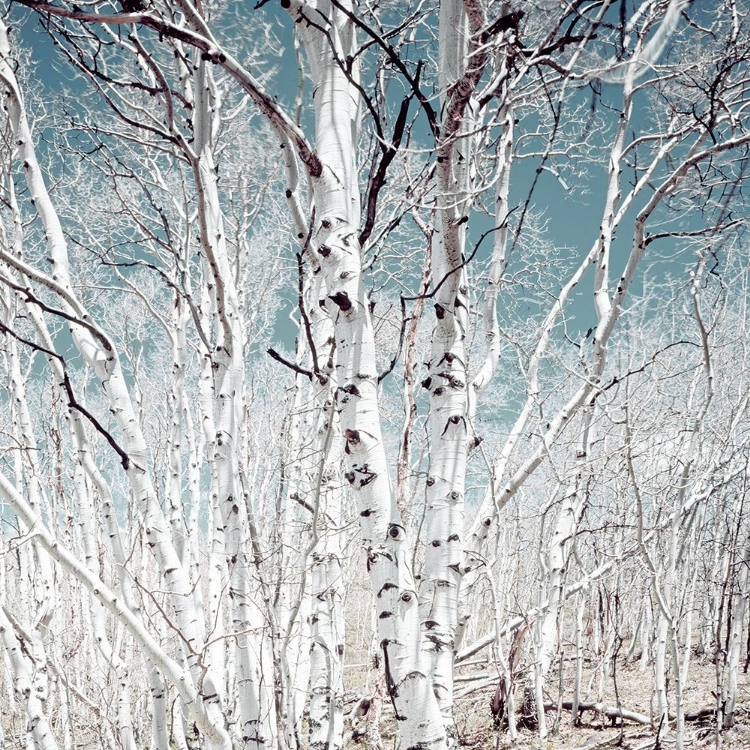 Picture of BIRCH TREES IN UTAH HIGH COUNTRY