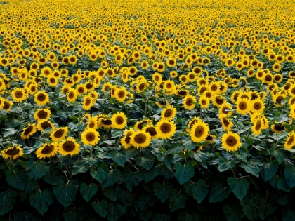 Picture of SUNFLOWERS IN A WISCONSIN FIELD