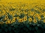 Picture of SUNFLOWERS IN A WISCONSIN FIELD
