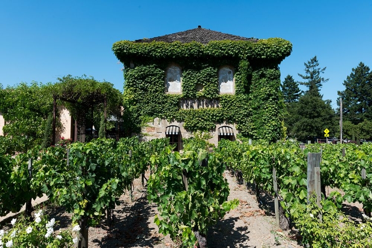 Picture of CALIFORNIA VINEYARDS