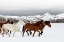 Picture of WILD AND DOMESTICATED HORSES-LADDER LIVESTOCK RANCH-WYOMING COLORADO BORDER