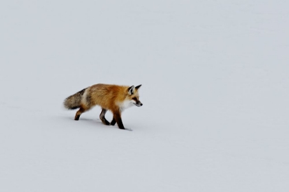 Picture of A RED FOX PROWLS FOR VOLES
