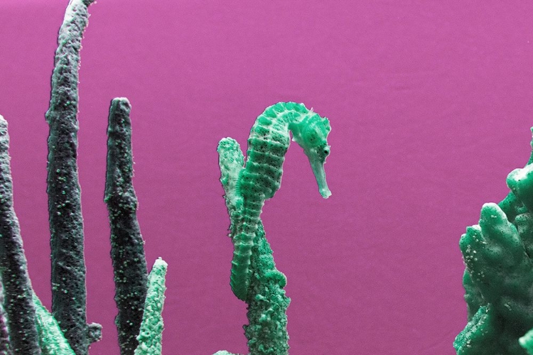 Picture of SEAHORSE AT THE MONTEREY BAY AQUARIUM IN MONTEREY-CALIFORNIA