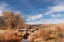 Picture of CATTLE GRAZING IN A MEADOW-BISHOP-MONO COUNTY-CALIFORNIA