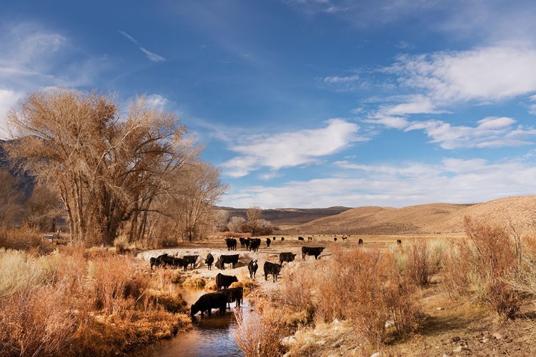 Picture of CATTLE GRAZING IN A MEADOW-BISHOP-MONO COUNTY-CALIFORNIA