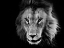 Picture of LIONS AT THE WILD ANIMAL SANCTUARY NEAR KEENESBURG-COLORADO